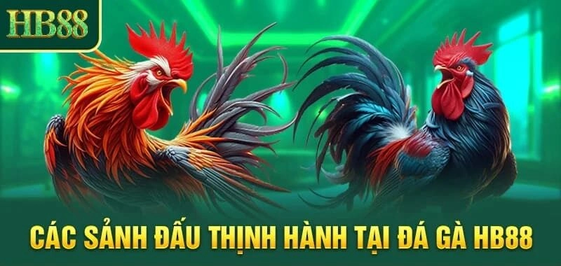 Các sảnh đấu thịnh hành tại đá gà HB88